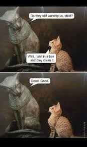 We decided to create a set of images with funny captions out of them. Post Title In 2021 Funny Animals With Captions Funny Animal Memes Funny Cats