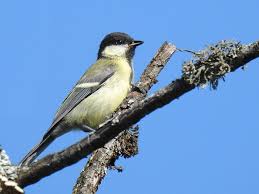 Image result for Kohlmeise vogelhouse