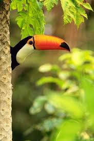 Toucan Rainforest Animals Tropical Animals Toco Toucan