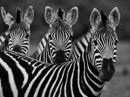 Researchers estimate that 600 to 700 cape zebras live in only 1,000 to 1,300 hartmann's zebras and the wild, according to defenders of wildlife. Zebra Guide Species Facts Where They Live Migration Discover Wildlife