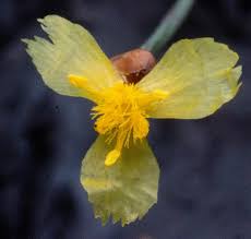 Image result for Xyris parvula