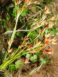 Image result for Fimbristylis dichotoma