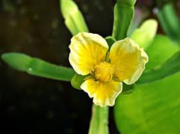 Image result for Limnocharitaceae