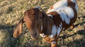 Is a fun one, usually said and even written just like the simple word goat. How A Goat Farm In Garland Survived An Unexpected Death And The Pandemic