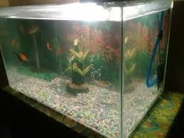 Setelah bahan bereaksi, bilas dengan air hangat. Cara Mudah Membersihkan Kaca Aquarium Dan Tips Merawat Aquarium Ionku Com