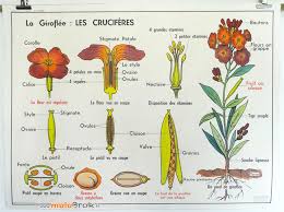 Ancienne Affiche Scolaire La Giroflee Les Cruciferes Www Mulubrok Fr Affiche Botanical Fleurs Deco De Affiches Scolaires Ecole Francaise Corolle Fleur