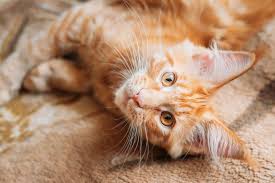 Cbd oil is a natural remedy made by extracting cbd (cannabidiol) from the cannabis plant. Is Cbd Oil Safe For Cats With Asthma