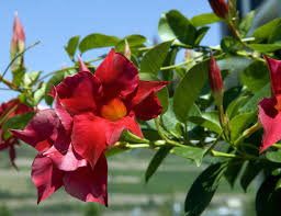 Image result for dipladenie sanderi obrázek