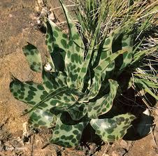 Image result for Ledebouria luteola