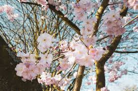 Check spelling or type a new query. Die Schonsten Fruhlingsbilder Aus Bonn Und Der Region