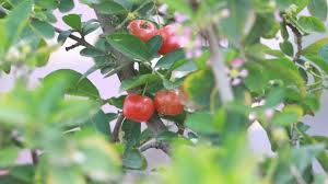 Barbados cherry's blossoms are absolutely stunning. The Cherry Tree Barbados Cherry Update After One Year Part 2 Youtube