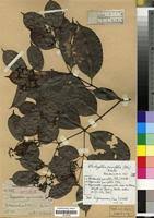 Image result for Hippocratea parviflora