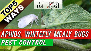 Maybe you would like to learn more about one of these? 5 Easy Ways To Control Mealy Bugs Aphids Whiteflies At Home Organic Pest Control Spray Hindi Youtube