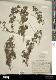 Image result for Barleria mackenii