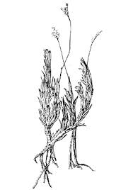Image result for Urochloa subulifolia