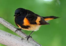 Birds Native To Northeast Ohio Songbirds Invade Northeast Ohio Sparking The Best Bird Watching Opportunities In Years Aerial View Ohio Birds Bird Pictures Beautiful Birds