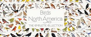 New Birds Of North America Poster 740 Species Because Birds