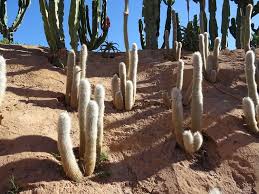 The lowest temperature a cactus can survive these plants withstand freezing temperatures, with some varieties hardy down to zone 3. Can Cactus Survive Winter List Of 30 Winter Hardy Cacti Succulent Alley