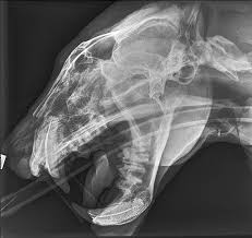 Pictures Of The Day 21 February 2014 Tiger Pictures X Ray Tiger Skull