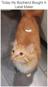 Clean Memes The Best And Most Clean Memes Online Funny Animal Pictures Funny Animals Animal Memes