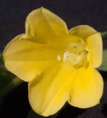 Image result for Xenostegia