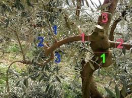 Huile D Olive Domaine Salvator Technique La Taille Des Oliviers