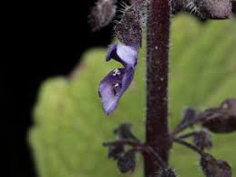Image result for Plectranthus alboviolaceus