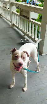 Lost dog found in Covington, Kentucky area