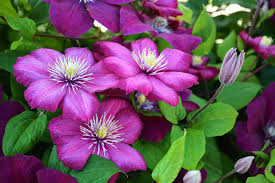 Image result for Clematis
