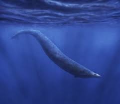 Blue whale facts for kids blue whale information about. Just How Huge Was The Legendary Megalodon Could We See A Shark Like It Again By Will Lockett Predict Medium