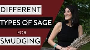 Different types of smudging plants: The Different Types Of Sage For Smudging And What Types Of Smudging You Can Use Youtube
