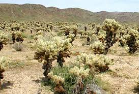 Check spelling or type a new query. Cholla Cactus Desertusa