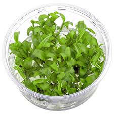 Image result for Floscopa sp.no.1