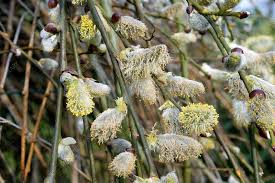 Image result for Goat Willow