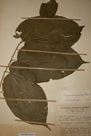 Image result for Alangium chinense