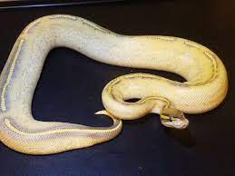 Pin On Snakey Stuff