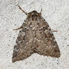 Image result for Dissotis speciosa