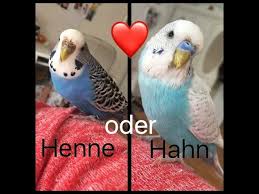 Meine erste ss ist 9 jahre her und da kann ich mich nicht mehr so dran erinnern wann man das geschlecht sehen konnte. Geschlechter Bestimmen Bei Wellensittichen Kiki Nacho Youtube