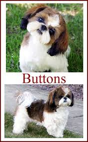 Shih Tzu Puppies For Sale In Indiana Breeder Of Shih Tzu Puppies Shih Tzu Puppy Shitzu Puppies Shitzu Dogs