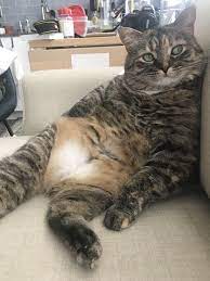 Chloe Loves To Show Off Her Belly I Redd It Submitted By Amber5lynne To R Delightfullychubby 8 Comments Original F Kittens Cutest Cute Cats Sweet Animals