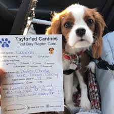 First Day Of Daycare And My Mom Is So Proud Of My Report Card Taylored Canines Doggydaycare Playtim Dog Daycare Design Dog Daycare Business Dog Daycare