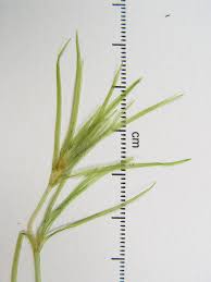 Image result for Najas testui