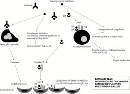 Where do organisms causing meningitis colonise. Pathophysiology Of Meningococcal Meningitis And Septicaemia Archives Of Disease In Childhood