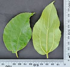 Image result for Celtis africana