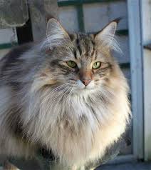 Pin By Cat Snow On Animal Photography With Images Norwegian Forest Cat