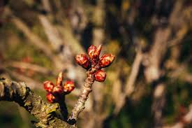 Wann ist der richtige zeitpunkt, um meinen kirschbaum zu schneiden? Kirschbaum Schneiden Zeitpunkt Vorgehen Plantura