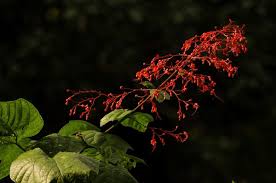 Image result for Clerodendrum fasciculatum