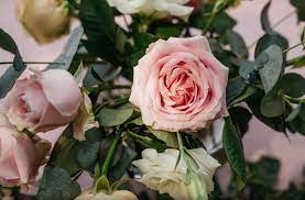 Tanaman monstera terkenal dengan lubang daun yang dimilikinya secara alami sehingga dijuluki dengan swiss cheese plant. 10 Tanaman Hias Spesies Perwakilan Blog Ruparupa