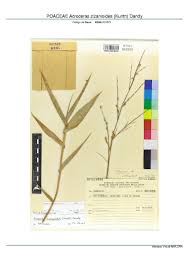 Image result for Acroceras zizanioides