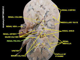 The renal pelvis dilatation policy applies to infants whose antenatal and postnatal renal ultrasounds have isolated renal pelvis dilatation only. Renal Pelvis Definition And Synonyms Of Renal Pelvis In The English Dictionary